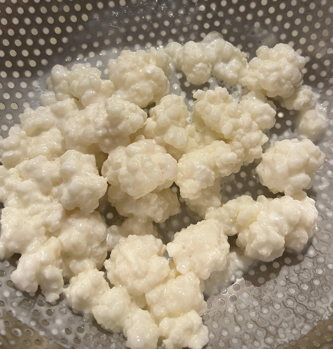 Kefir Grain 1